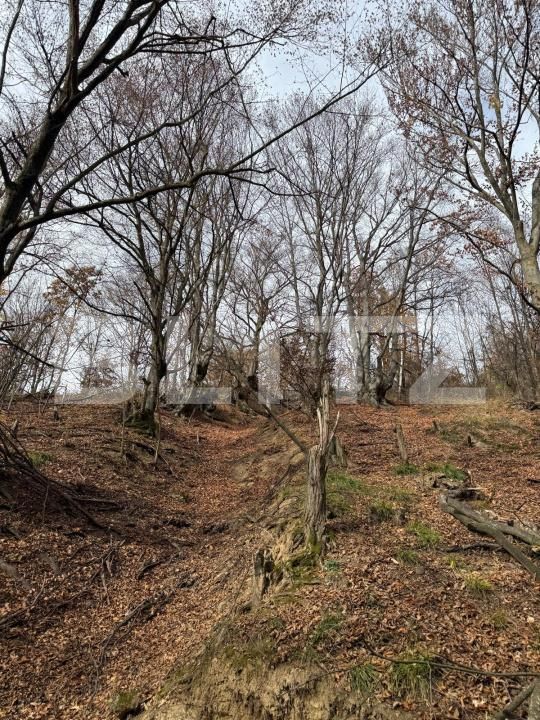 Teren de vânzare Cerbal - 182353TV | BLITZ Deva | Poza5