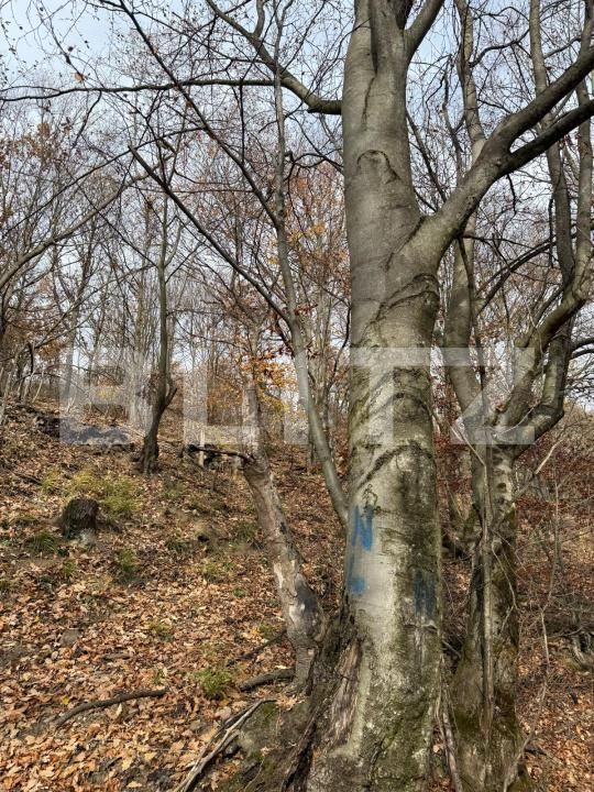 Teren de vânzare Cerbal - 182353TV | BLITZ Deva | Poza4