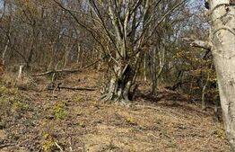 Teren extravilan impadurit, 20424 mp ideal pentru investitie 