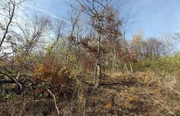 Teren extravilan impadurit, 20424 mp ideal pentru investitie 