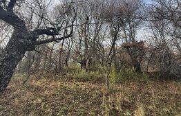 Teren extravilan impadurit, 20424 mp ideal pentru investitie 