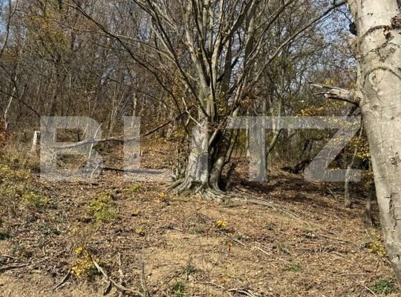 Teren de vânzare Cerbal - 182354TV | BLITZ Deva | Poza4