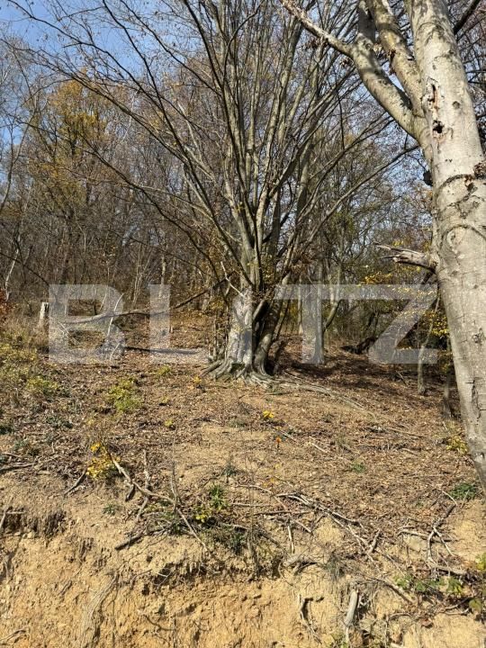 Teren de vânzare Cerbal - 182354TV | BLITZ Deva | Poza4