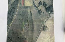 Teren extravilan de vanzare, 5512 mp, in Bejan Tarnavita