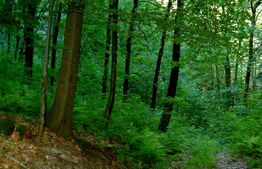 Pădure de vânzare, 610.000 mp, zona Nord-Vest