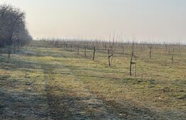 Ferma de nuci - teren agricol, zona Ivesti 