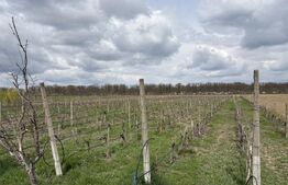 Ferma de nuci - teren agricol, zona Ivesti 
