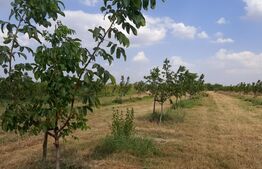 Ferma de nuci - teren agricol, zona Ivesti 
