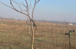 Ferma de nuci - teren agricol, zona Ivesti 