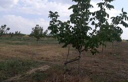 Ferma de nuci - teren agricol, zona Ivesti 