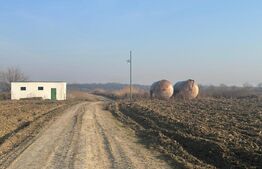 Ferma de nuci - teren agricol, zona Ivesti 