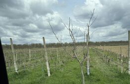 Ferma de nuci - teren agricol, zona Ivesti 