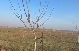 Ferma de nuci - teren agricol, zona Ivesti 