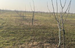 Ferma de nuci - teren agricol, zona Ivesti 