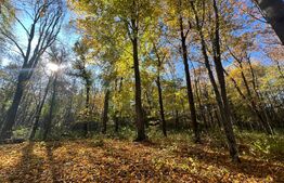 Teren padure de inchiriat 1.6ha, intravilan, Ciric