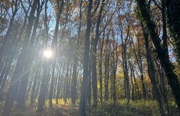 Teren padure de inchiriat 1.6ha, intravilan, Ciric