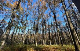 Teren padure de inchiriat 1.6ha, intravilan, Ciric