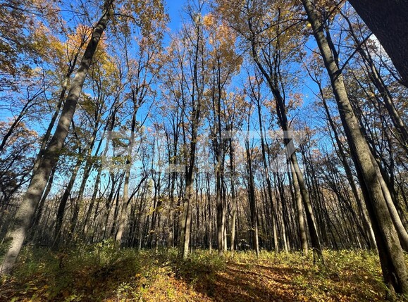 Teren de vânzare Ciric - 100871TV | BLITZ Iași | Poza3