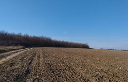 Teren 5.5 ha comasat, 100 ml dschidere, Schitu-Duca