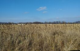Teren agricol 2,70 ha compact, peste 50 ml deschidere 30 km  Iasi