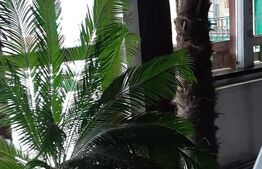 Teren 3500mp, 3000mp constructii, sala, piscina