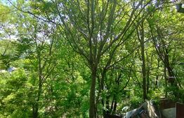 Casa 3 camere 64 mp, 250 mp,  Sarariei