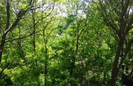 Casa 3 camere 64 mp, 250 mp,  Sarariei