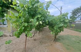 Casa cu 3 camere, 80 mp, 484 mp de teren, Cantemir