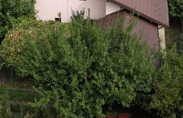 Casa exceptionala, 6 camere, 300mp, Breazu