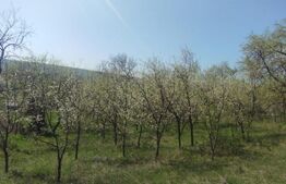 Teren intravilan, 3900 mp, zona Dobrovat