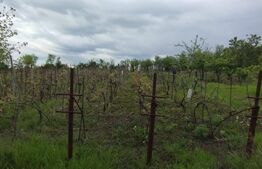 Teren intravilan , 2000 mp, zona Tomesti