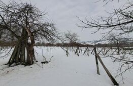 Casa plan parter, 7400 mp de teren, Goruni