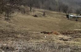 Teren de 6800 mp cu casa batraneasca in Ipatele