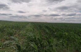 Teren extravilan 3700 mp Cogeasca