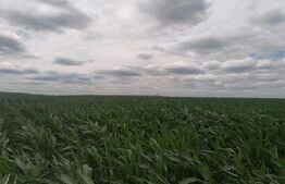 Teren extravilan 3700 mp Cogeasca