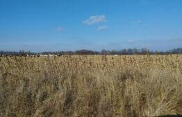 Teren 5.5 ha comasat, 100 ml dschidere, Schitu-Duca