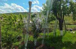 Casa+ casa vacanta, 2200 mp livada, Schitu-Duca