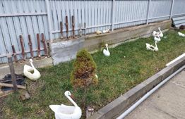 Casa 5 camere, 157 mp, la strada, Letcani