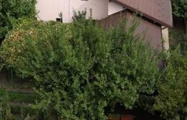 Casa exceptionala, 6 camere, 300mp, Breazu