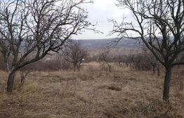 Teren intravilan 3712 mp + 2600 mp extravilan in Dobrovat