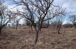 Teren intravilan 3712 mp + 2600 mp extravilan in Dobrovat