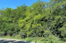 Teren padure cu vedere superba 11300mp, Aroneanu