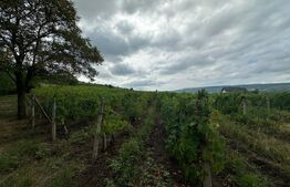 Teren intravilan, 5200mp, zona Tomesti