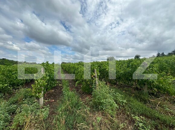 Teren de vânzare Tomesti - 155833TV | BLITZ Iași | Poza3