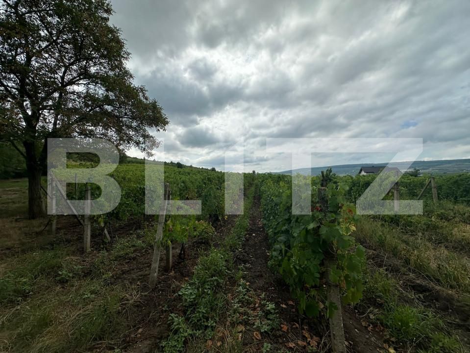 Teren de vânzare Tomesti - 155833TV | BLITZ Iași | Poza2