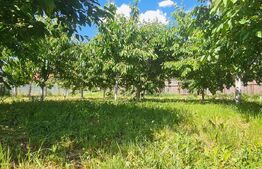 Casa, 1365 mp teren, Osoi