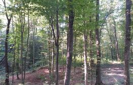 Padure 2,6 ha Grajduri Iasi