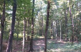 Padure 2,6 ha Grajduri Iasi