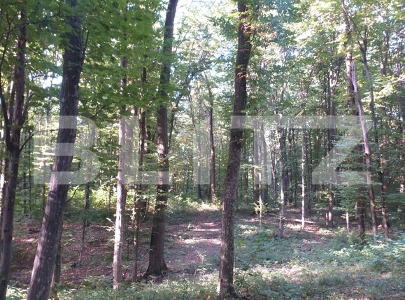 Teren de vânzare Grajduri - 157610TV | BLITZ Iași | Poza2