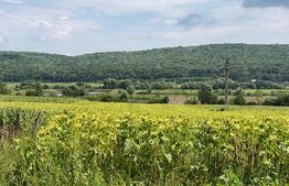 Casa batraneasca cu 6000 mp teren Schitul Duca